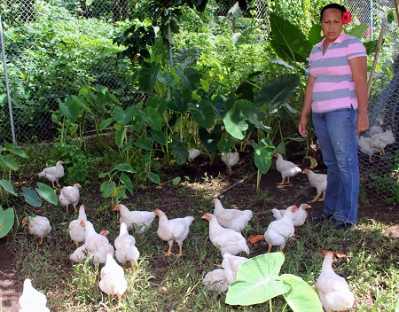 Chicken Farm