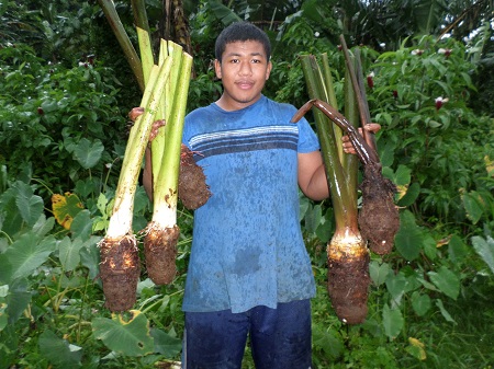 Taro Breeding Program